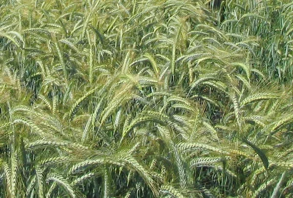 Тритикале озиме Папсуевське – насіння с/еліта - фото № 1