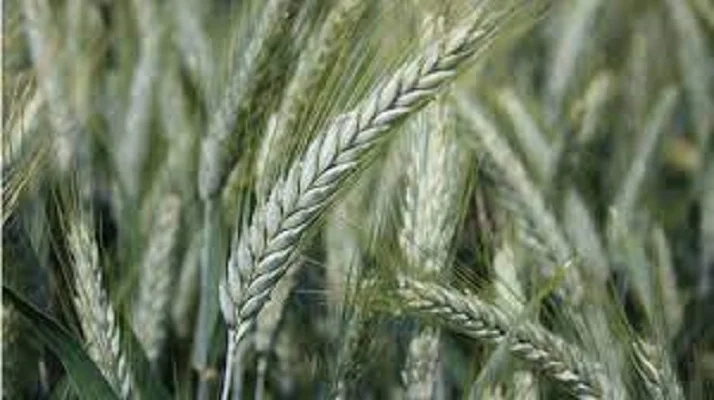 Семена озимого тритикале Гарне - фото № 1