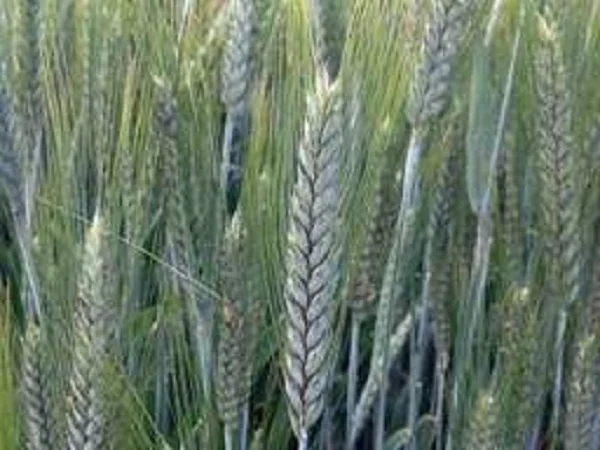 Семена озимого тритикале Шаланда - фото № 1