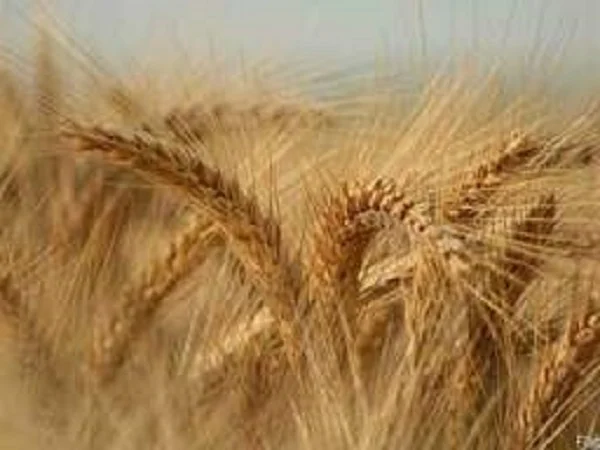 Семена озимого тритикале Раритет - фото № 1