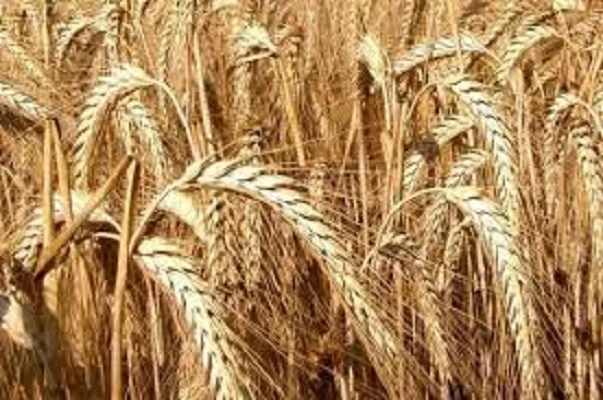 Семена озимого тритикале Амос - фото № 1