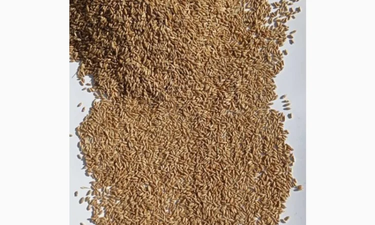 Продам тритикале - фото № 1