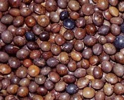 Семена вики яровой БЕЛОЦЕРКОВСКАЯ 34 элита 1 репрод - фото № 1