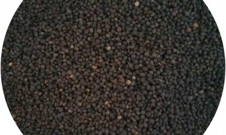 Вика яра (на сидерат) - фото № 2