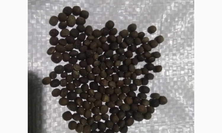 Вика яра насіння - фото № 1