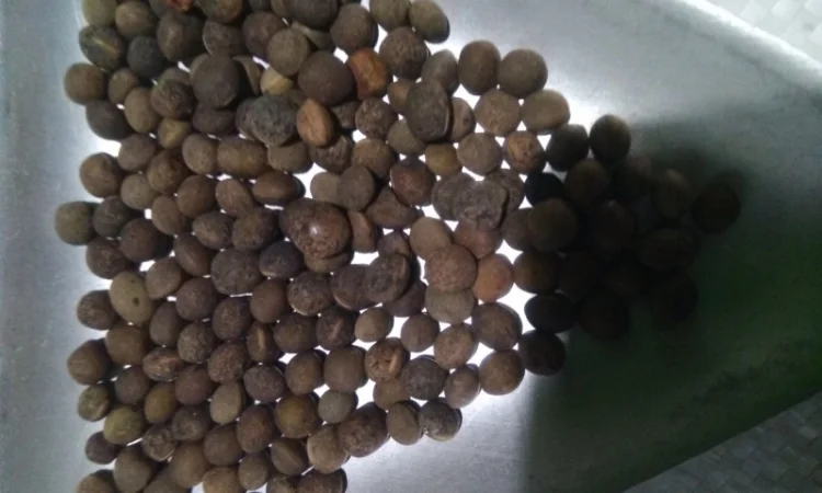 Вика яра насіння - фото № 2