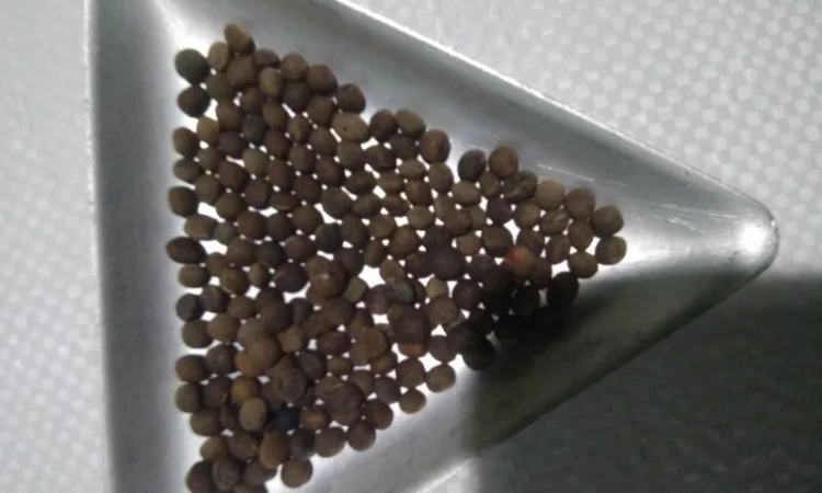 Вика яра насіння - фото № 3