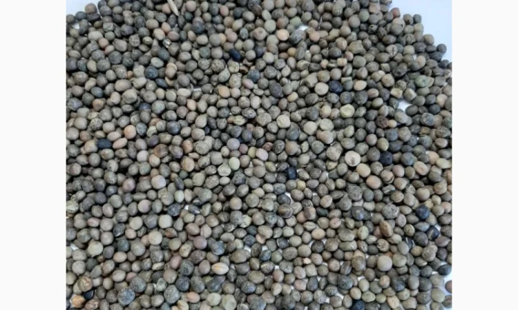 Куплю вика яровая - фото № 1