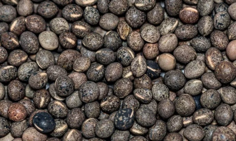 Насіння ярої віки семена вики - фото № 1