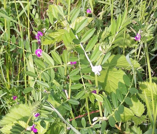 Вика ярова - фото № 2