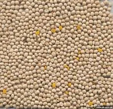 Семена люпина білого Щедрий 50 еліта 1 репрод - фото № 1