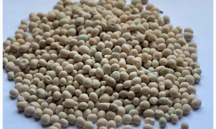 Люпин білий, сорт "Локомотив", Козелець, Чернигов, Остер, Бровари, Ніжин, Прилуки - фото № 1