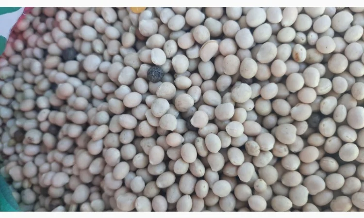 Купую люпин - фото № 1