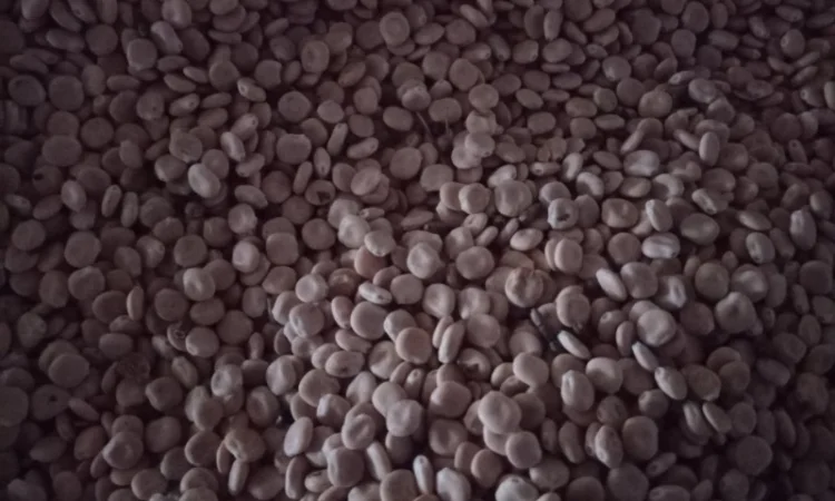 Продам люпин сорт Дега - фото № 1