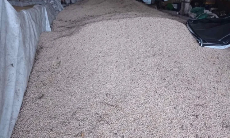 Продам люпин сорт Дега - фото № 2