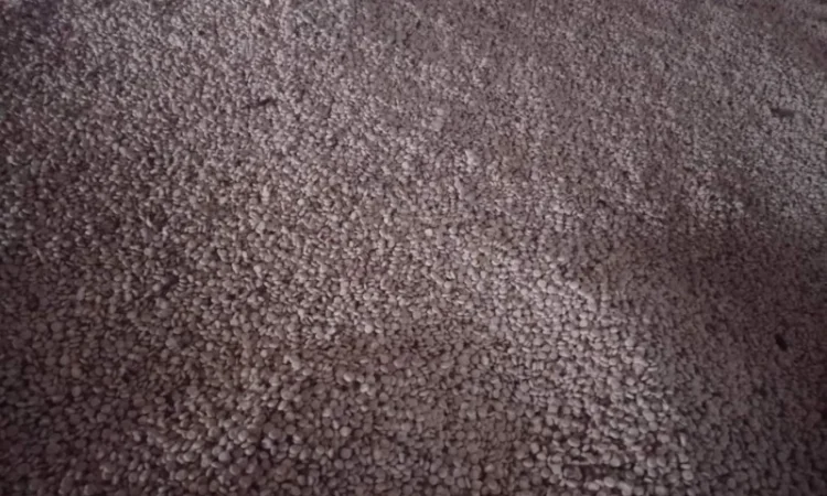 Продам люпин сорт Дега - фото № 3