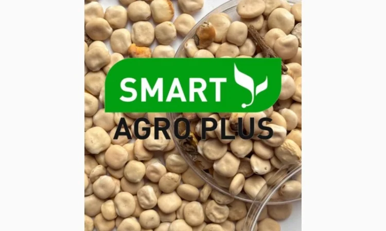 Haciння Люпина вузьколистого - фото № 2