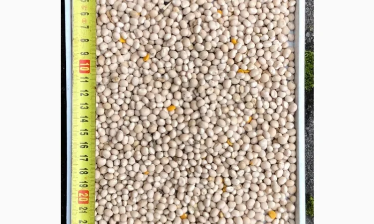 Купуємо дорого люпин круглий і плоский - фото № 1