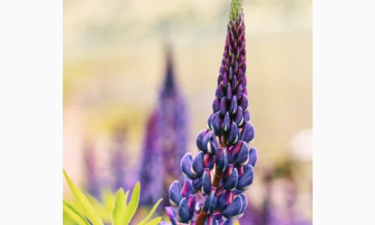 Люпин вузьколистий однорічний продам за упаковку від 1 кг - фото № 1