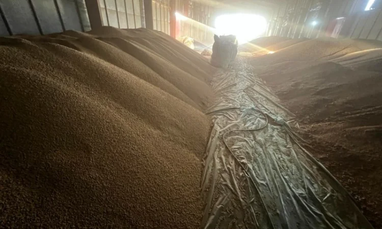 Продажа сои не ГМО урожая 2024 года - фото № 4