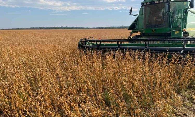 Продажа сои не ГМО урожая 2024 года - фото № 5