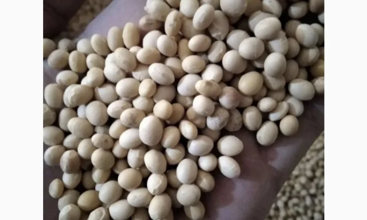 Соя не гмо цена 330$ тонна 900 тонн - фото № 1