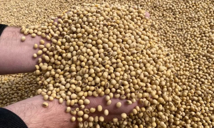 Половинки сои - фото № 2