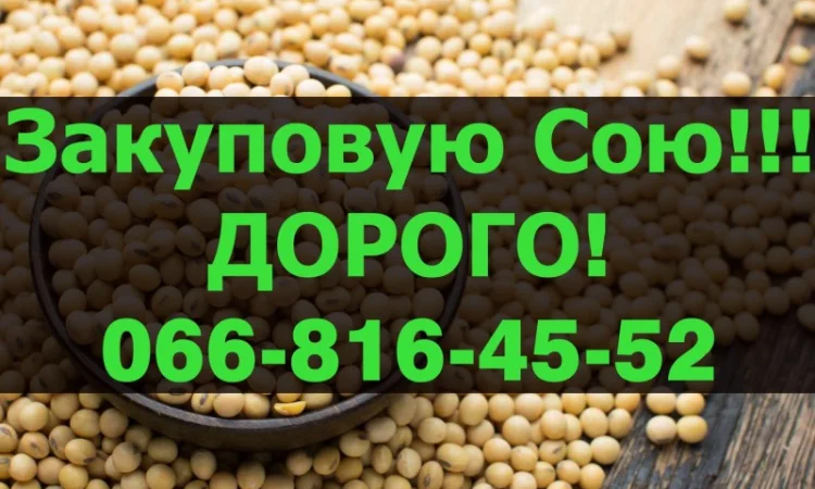Закупаем сою оптом - фото № 1