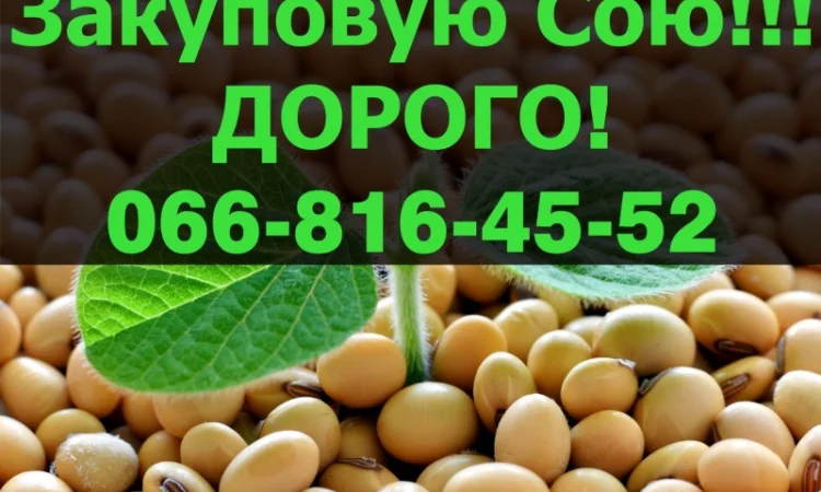 Пропоную найкращі ціни за СОЮ свіжого врожаю - фото № 1