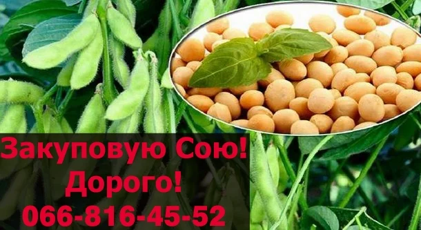 Закупівля сої від фермерів та населення - фото № 1