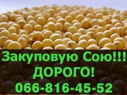 Куплю сою! Заключены крупные контракты - фото № 1