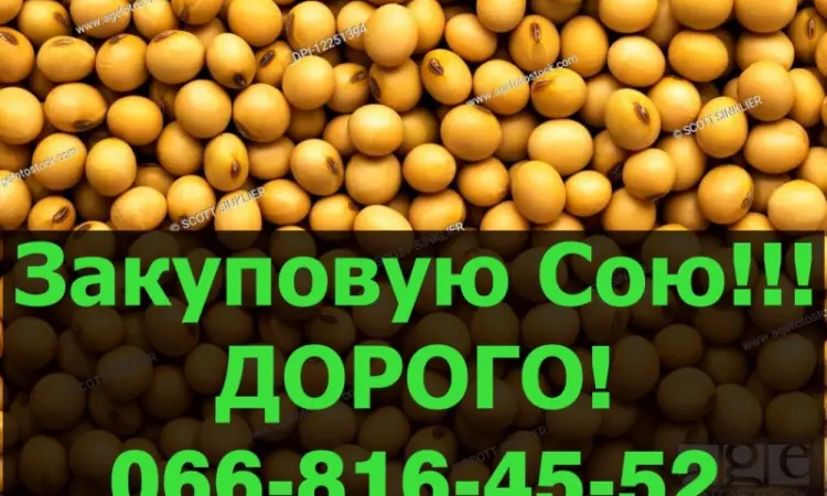 Закупаем СОЮ по высоким ценам!Максимальные цены - фото № 1
