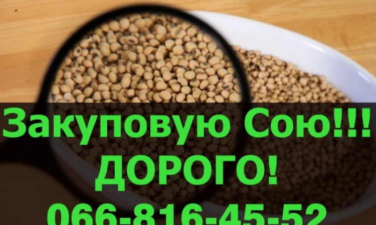 Куплю соевое зерно по высокой цене! - фото № 1
