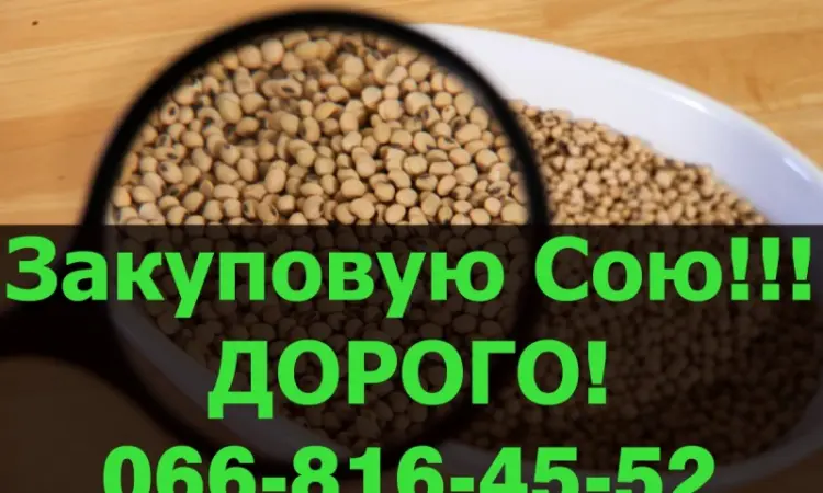 Куплю СОЮ по высокой цене!Самые высокие цены в Украине - фото № 1