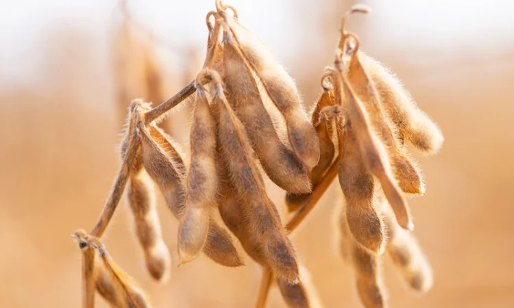 Продається насіння сої РЖТ Сфінкса (СН-1) без ГМО - фото № 1