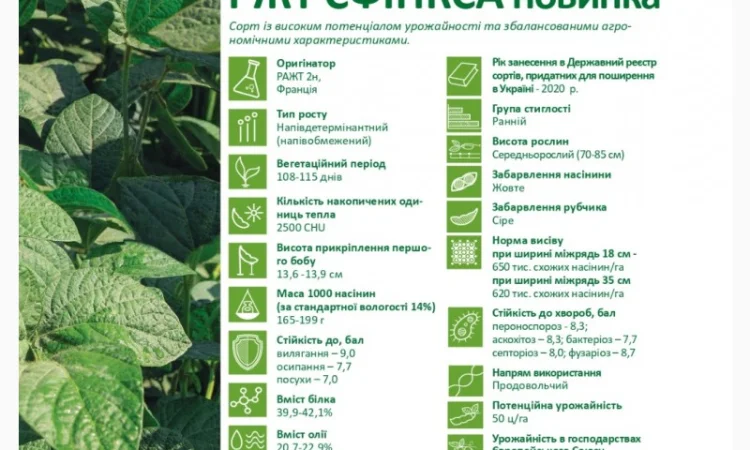 Продається насіння сої РЖТ Сфінкса (СН-1) без ГМО - фото № 2