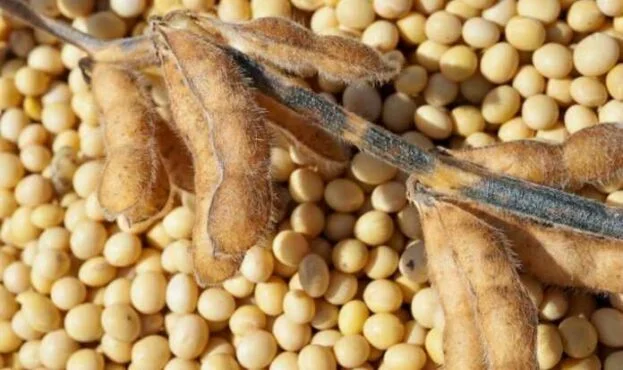 Насіння сої ЕС "КОМАНДОР" 1 репродукція - фото № 1