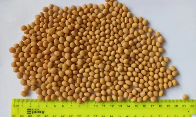 Продается соя высшего качества - фото № 1