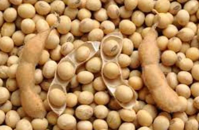 Купим сою з поля і складу, вологу - фото № 1