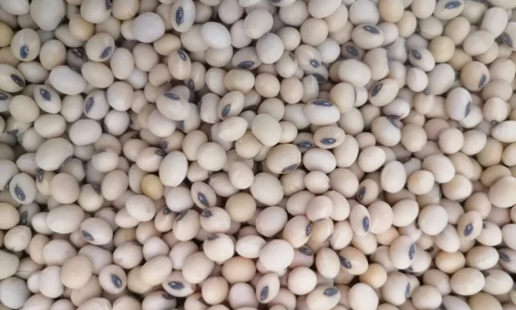 Соя під Раундап Канзас, Ультра, Аполло, Монро, Аббі, Хайстар, Олдхем, Озборн, Сенсор - фото № 1