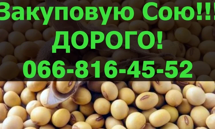 Закупівля сої від виробника в Полтаві - фото № 1