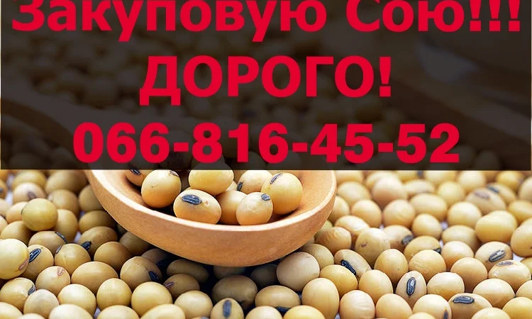 Закупка сои по высоким ценам - фото № 1