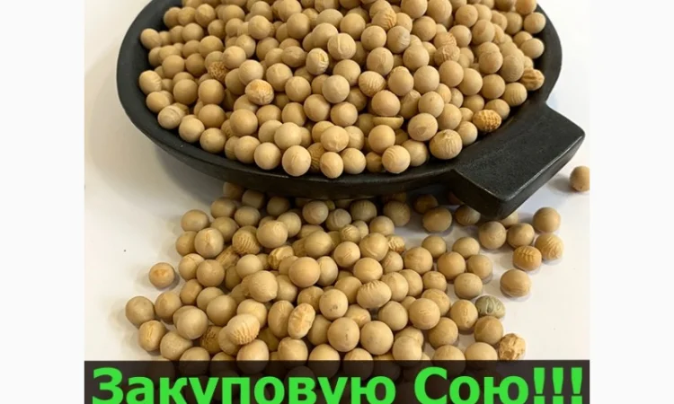 Закупаем сою в неограниченном количестве! Большие контракты - фото № 1