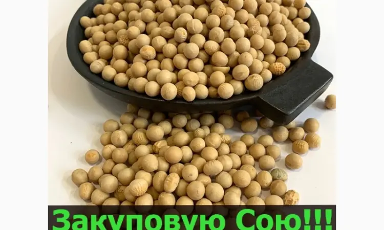 Закупаю СОЮ в неограниченном количестве!Большие Контракты - фото № 1