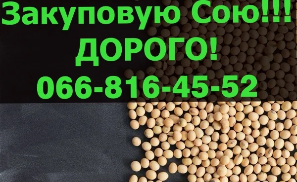 Купую СОЮ урожаю 2024 року за вигідною ціною - фото № 1