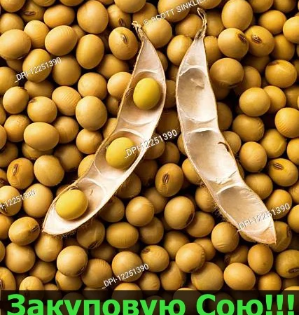 Закупівля СОЇ оптом під контракт - фото № 1