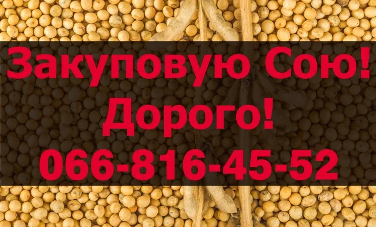 Закупка сои в любом объёме на постоянной основе - фото № 1