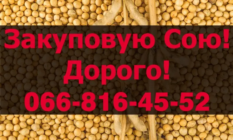 На постоянной основе закупаю Сою в любом объеме - фото № 1