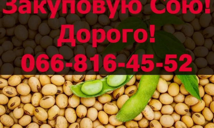 На постійній основі закуповуємо СОЮ - фото № 1