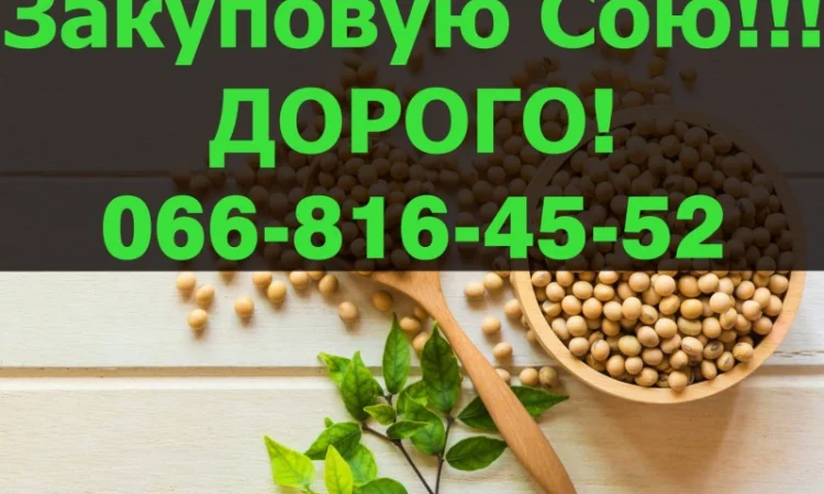 Закупівля сої урожаю 2024 року! Контрактна робота - фото № 1